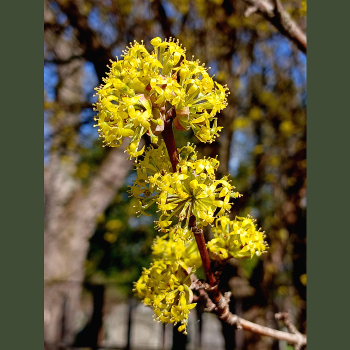 Cornelian Cherry