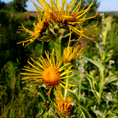 Elecampane