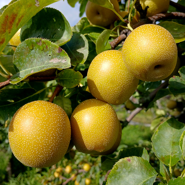 Pears - Grafted