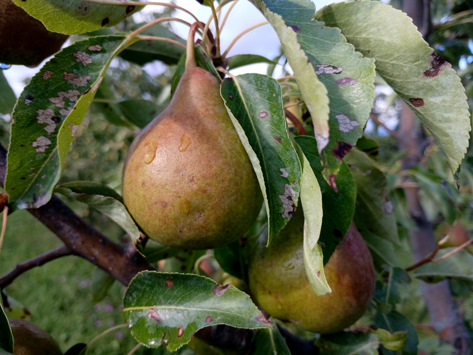 Pears - Grafted - Image 2