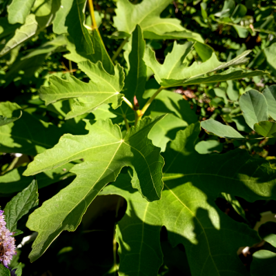 Figs - Cuttings and Plants