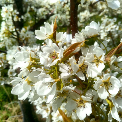 Pears - Grafted
