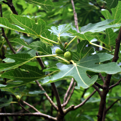 Figs - Cuttings and Plants